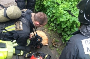 Пострадавшему при пожаре коту спасатели надели кислородную маску
