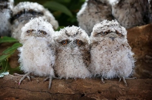 Это птичка? Это кот? ДЫМЧАТЫЙ ЛЯГУШКОРОТ!