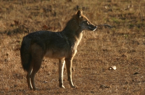 В латвийских лесах появился новый зверь
