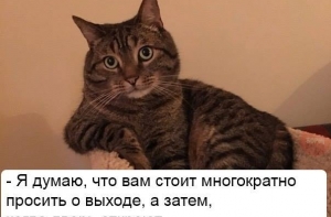 Отличная шутка про Brexit от кота