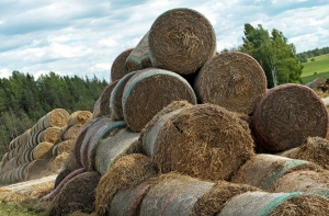 На ферме в Земгале погибли четыре человека