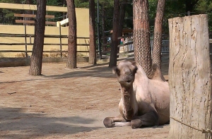 Ушаков: рижские животные довольны жизнью в Тбилисском зоопарке