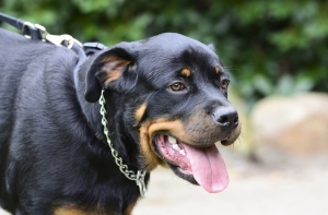 В Бауске ротвейлер напал на семью с новорожденным