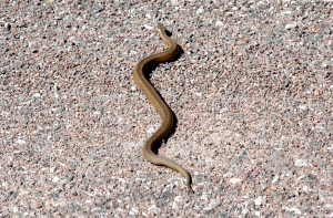 Змея заползла в одну из квартир в Даугавпилсе