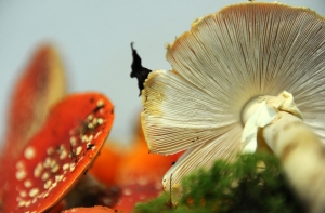 В Земгале женщина отравилась супом из ядовитых грибов