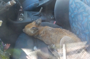 Сюрприз для водителя: в Зиепниеккалнсе в машину залезла лиса