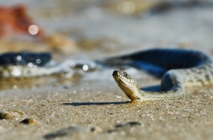 В общественном туалете Лиепаи нашли змею