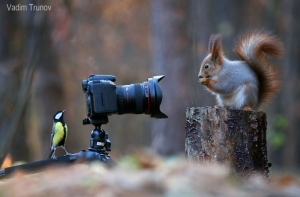 Лучшие в мире фотографии белочек