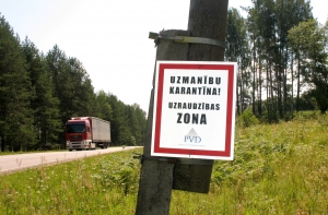 Вспышка АЧС в Латвии: объявлен карантин
