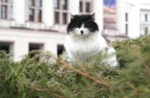 Кошки захватили лондонское метро