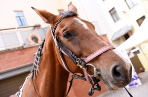 Twitter: Кучинскису нужно было ехать в Берлин на лошадях!