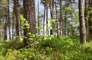 В лесу под Сигулдой пропала пожилая женщина: ведутся поиски