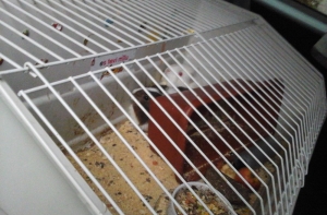 Рижские полицейские спасли морских свинок