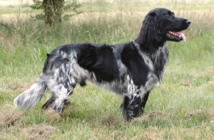 Портал: мужчина на глазах детей жестоко расправился с собаками соседки