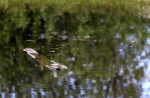 ДТП: в канаве найдена машина с двумя погибшими мужчинами