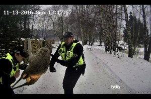 Полицейские поймали овец-рецидивистов