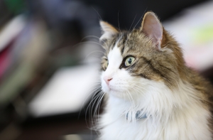 В Риге пожарные спасли кота, а полицейские доставили его в клинику