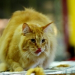 Выставка «ZooExpo 2016» на Кипсале: от танцев с собакой до бургундского козла