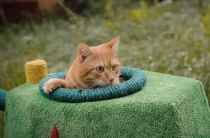 ТАНК ДЛЯ КОТА!