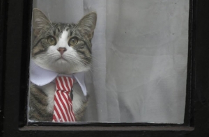 #КартинкаДня #КотДня