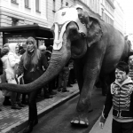 17 ноября в истории Латвии: слоны в городе