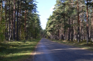 Рига: преступники избили жертву палками и заставили рыть себе могилу