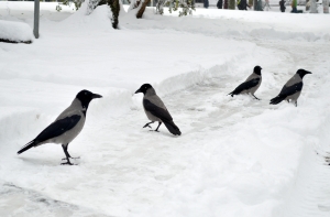 «Босиком по снегу»: в больницы доставили людей с переохлаждением