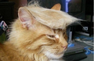 #КартинкаДня #КотДня