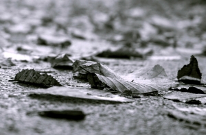 83-летний водитель врезался в дерево