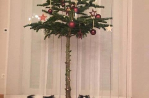 #КартинкаДня #ЁлочкаДня #КотикиДня