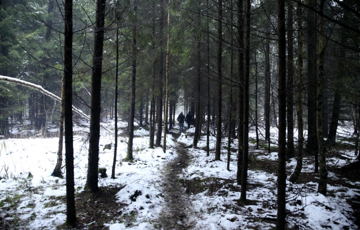 В Риге двое мужчин задержаны за кражу новогодних елок