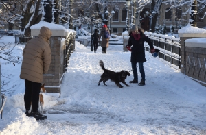 В Риге ужесточают правила по учету и регистрации собак