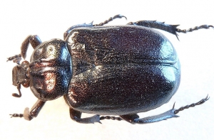 16 декабря в истории Латвии: пахучий отшельник