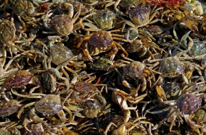 Норвегия и Латвия не поделили крабов: судно с 30 рыбаками арестовано