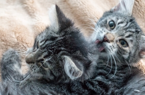 Круглый стол на Baltkom: Кто сказал “мяу“?