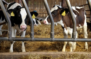 Спасатели помогли 34 телятам