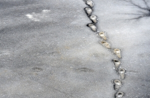 В Риге со льда сняли пятерых любителей зимней рыбалки