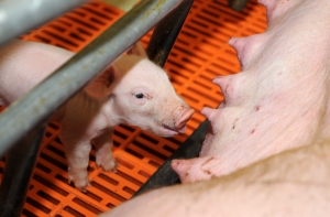 На кримулдской свиноферме уничтожены все свиньи