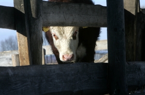 Кошмар на ферме в Видземе: 16 умерших коров, десятки - в критическом состоянии