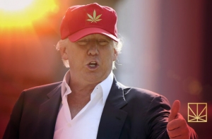 В день инаугурации Трампа будут бесплатно раздавать марихуану