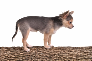 В рижской квартире нашли собак, вынужденных справлять нужду в доме