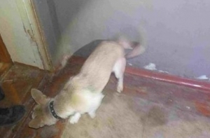 Хозяин выгуливал собаку раз в неделю: заведено административное дело