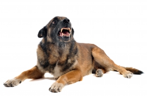 Сторожевые псы загрызли пекинеса на глазах у хозяйки