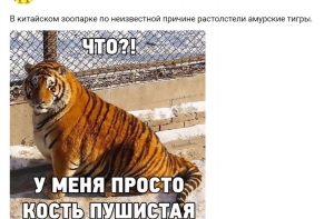 Фото разжиревших амурских тигров насмешили пользователей сети
