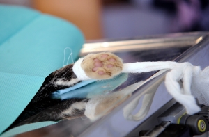 Эксперт о стрельбе из арбалета в кота: что у этого урода было в голове?