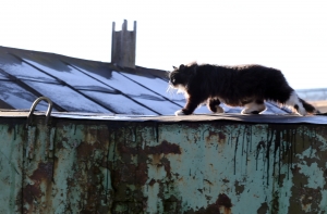 Юноша заживо сжег своего котенка