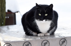 Психолог о сожжении котенка: тюрьма не поможет, это просто больной человек