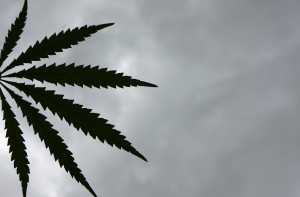 Полиция обнаружила под Яунпиебалгой питомники для марихуаны