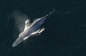 Латвийские подростки получают инструкции к игре-суициду «Синий кит»