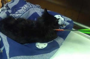 Неизвестный подстрелил кота из арбалета